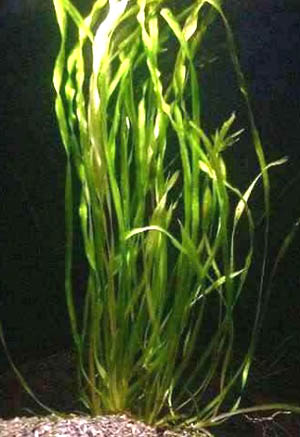 Vallisneria americana var. americana